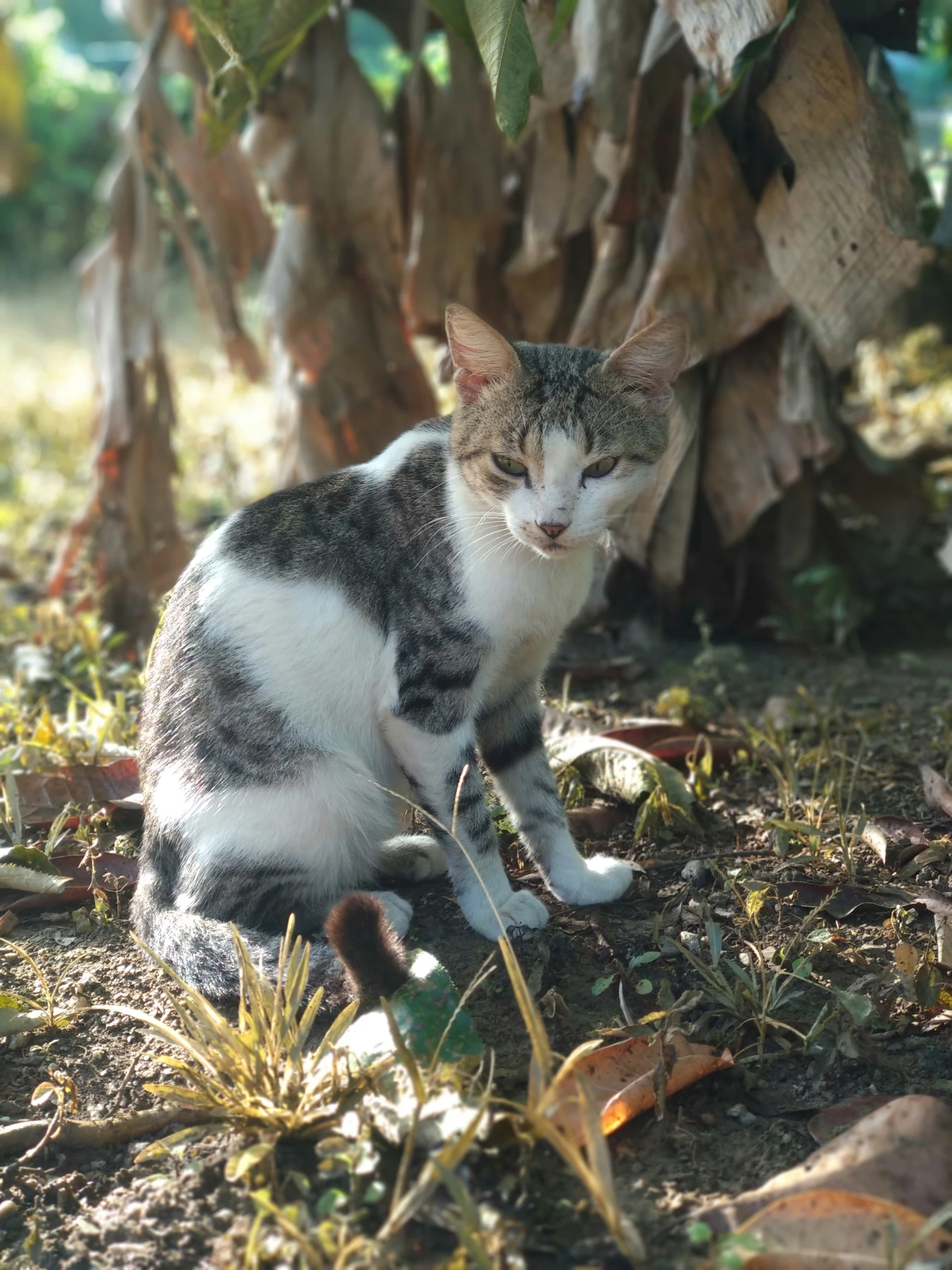 a cat laying in the grass under trees