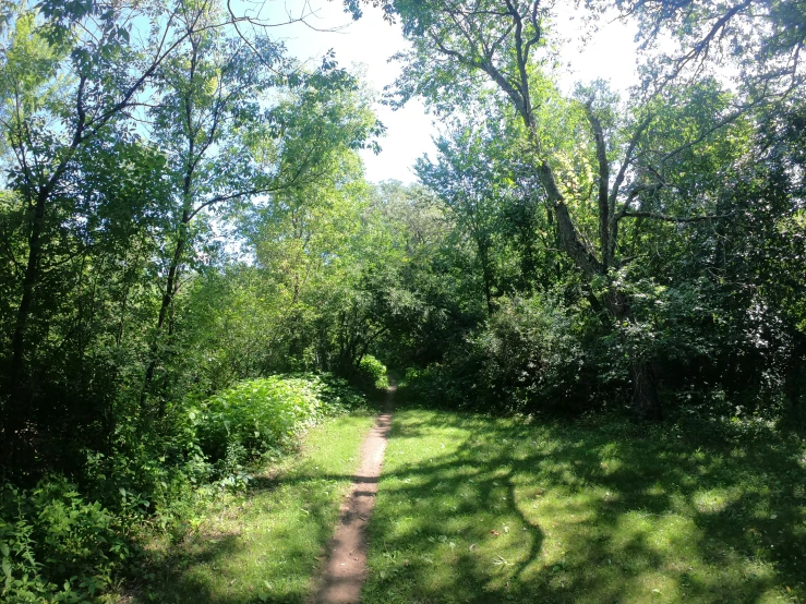 a path through the woods in the middle of a forest