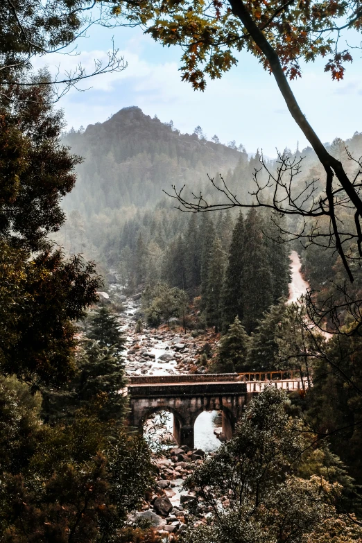 a bridge and river in the woods