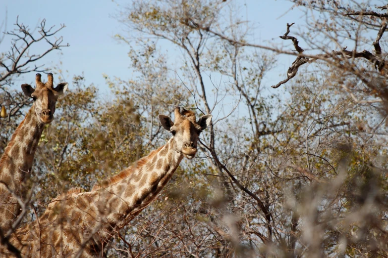 two giraffes eating leaves from nches at a zoo