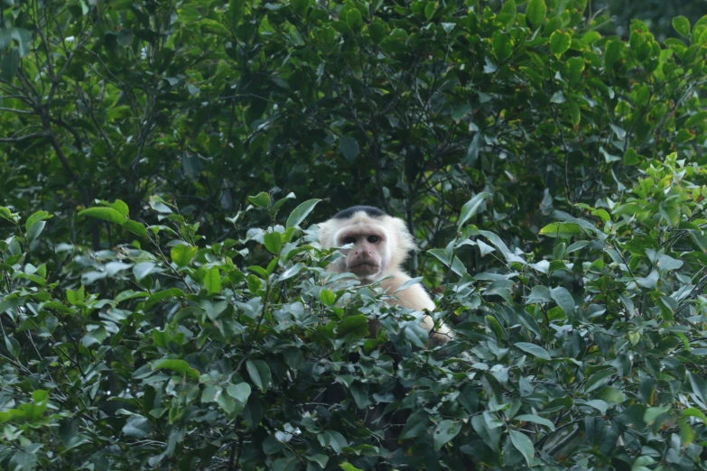 a monkey peeking from behind some bushes in the forest