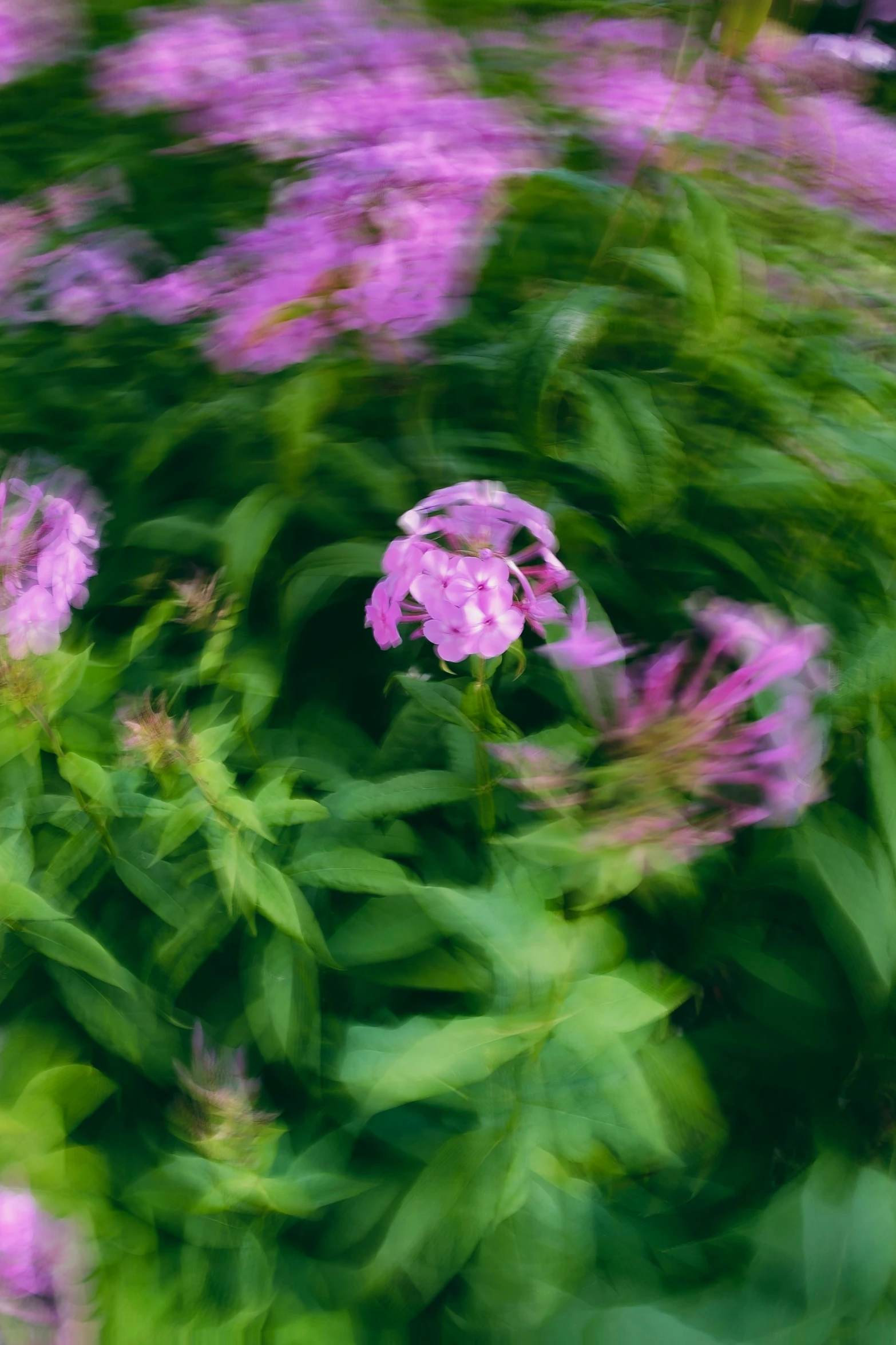 some purple flowers are in front of green grass