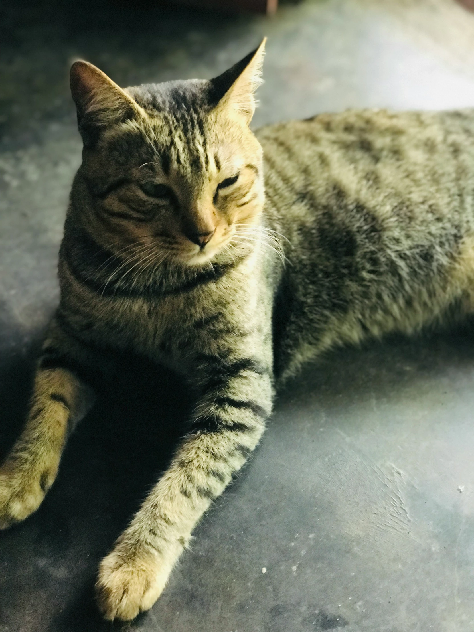 a cat laying on the floor has it's eyes closed