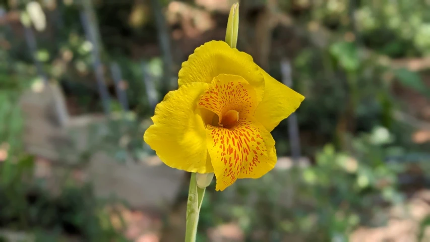 the yellow flower is blooming on the plant