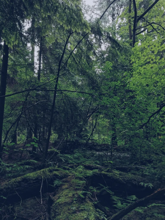 a forest with lots of moss growing on the trees