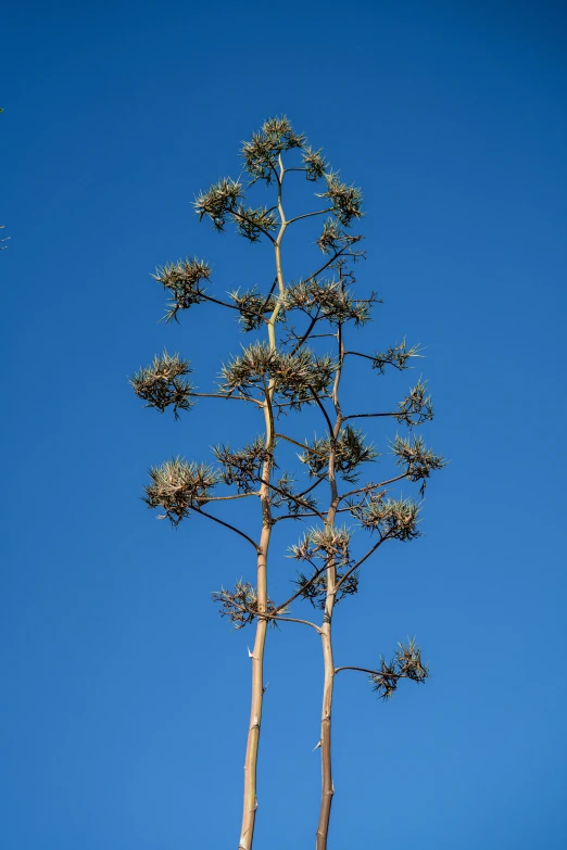 the tall tree has little birds perched on it