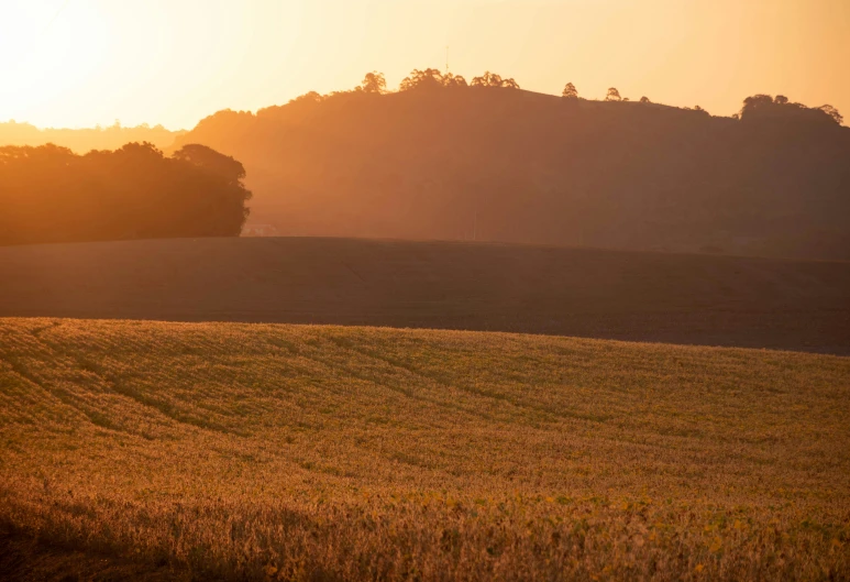 sheep grazing on the edge of a large green field at sunrise