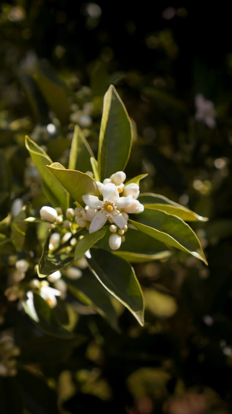 some white flowers on a green leafy tree