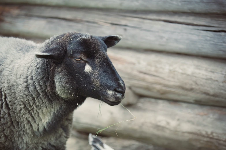 a lamb stands in front of a pile of logs