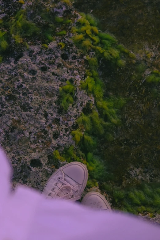 a person is taking a picture of grass and rocks