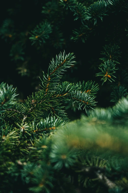 the top of pine needles in a tree