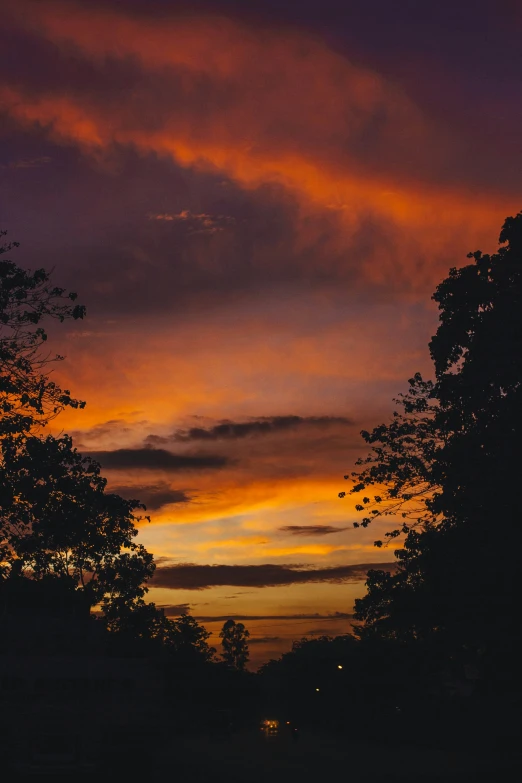 trees at dusk in front of some clouds