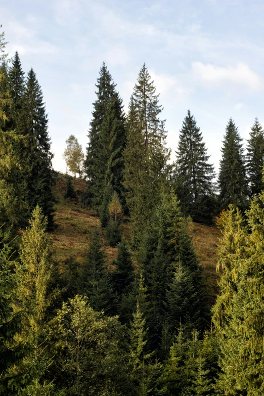 trees on the ground and sky near a field