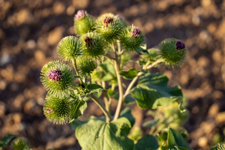 the green spiky flowers are near brown soil