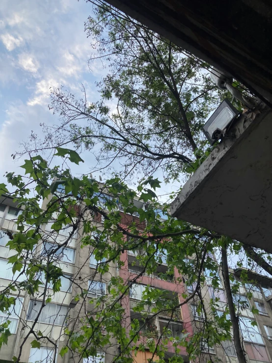 trees with their leaves looking up at a building