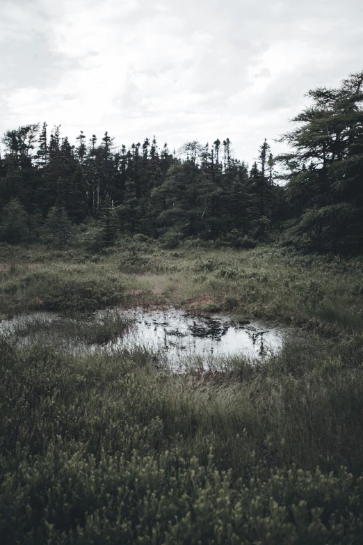 a small swamp in a field full of trees