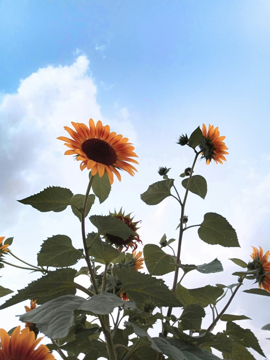 sunflowers, buds, leaves, and blue sky are shown