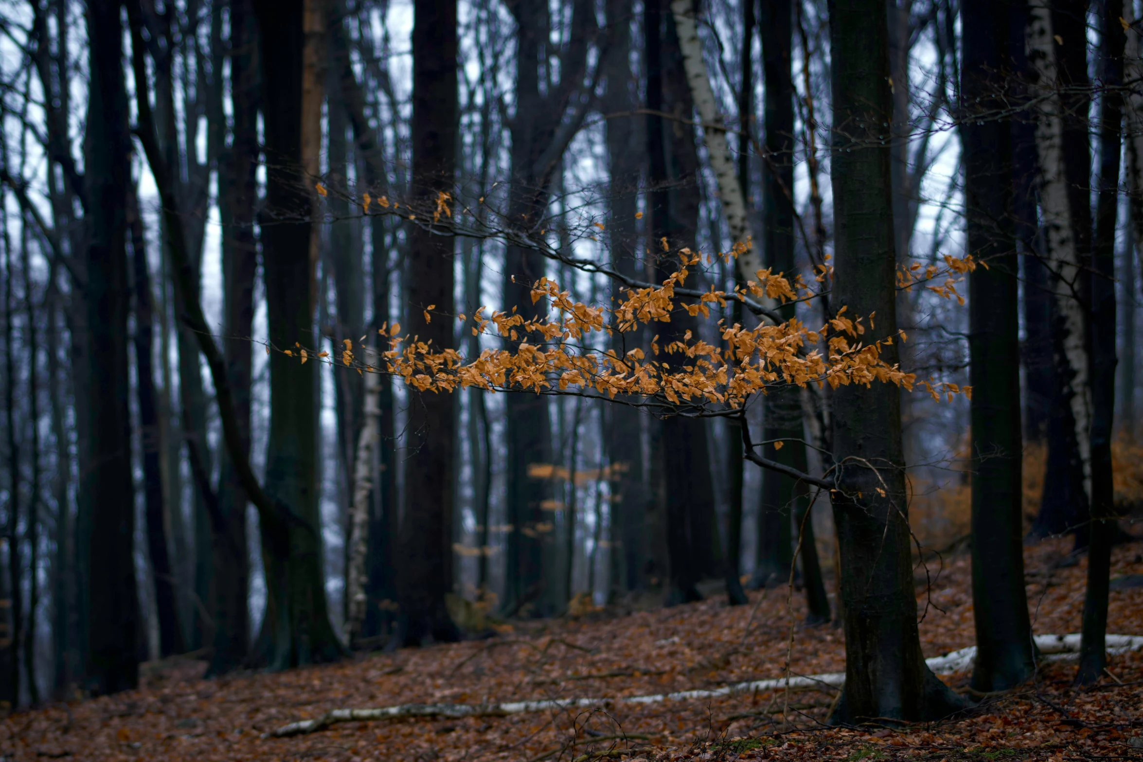 an autumn scene, with leaves all over the ground and some trees