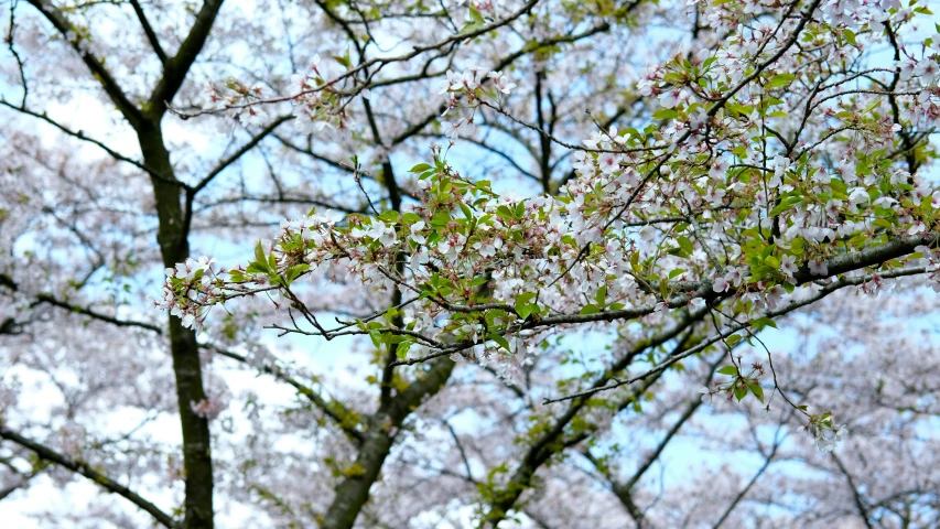 an umbrella is propped up by a cherry blossom tree