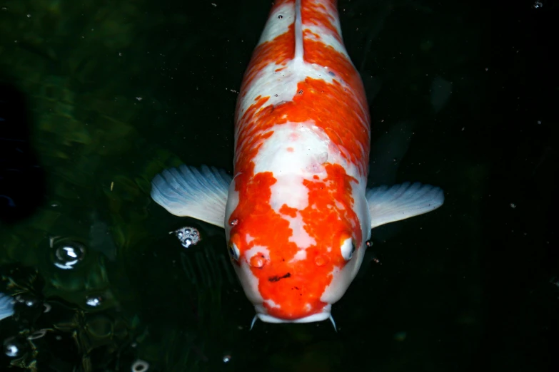 a large white and orange fish in the water