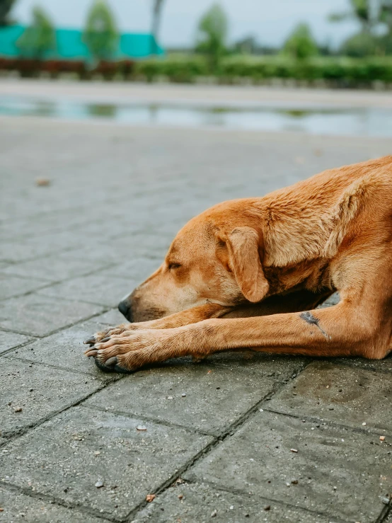 the dog lays down alone on the pavement