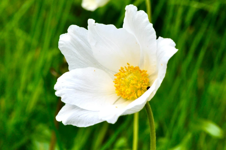 a close up of a white flower with some green background