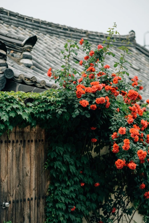 this is a plant growing outside an old house