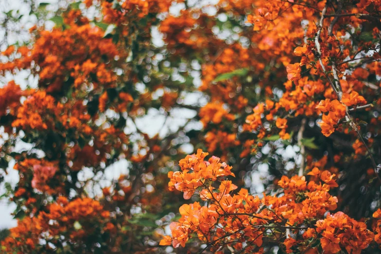 a yellow flowering tree in the middle of fall