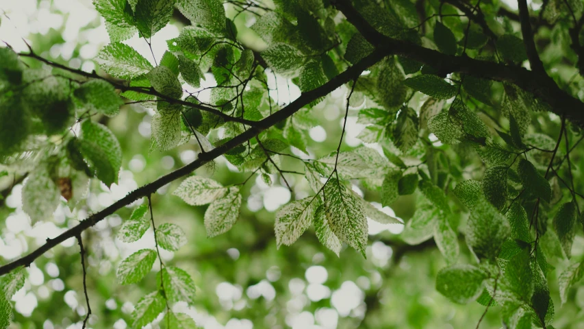 the view from the tree's nch of green leaves