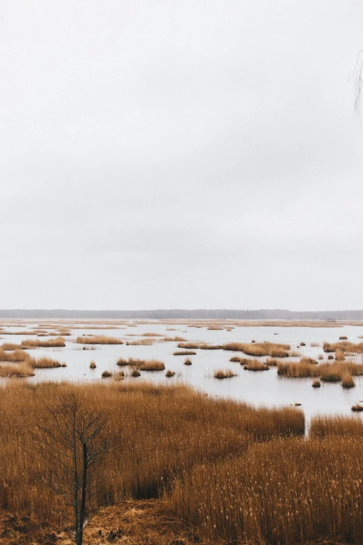 a barren swampy field in the distance