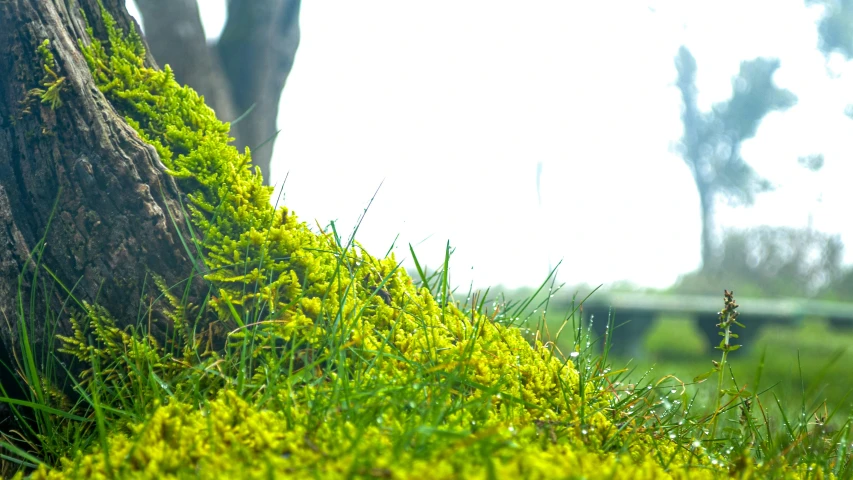 a close up po of green moss growing against the side of a tree trunk