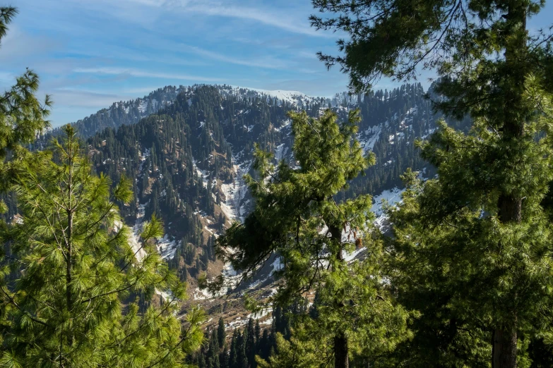 snow covered mountain with some trees in the foreground