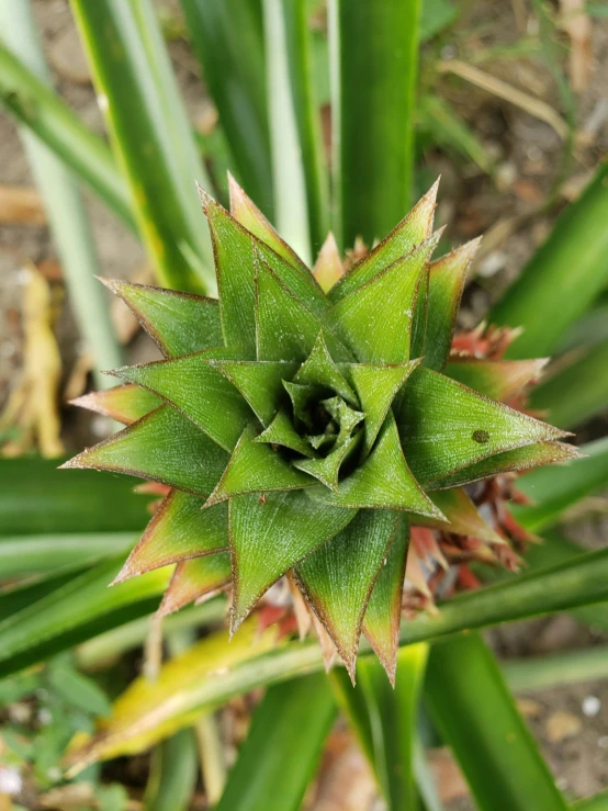 a plant is growing from a patch of dirt