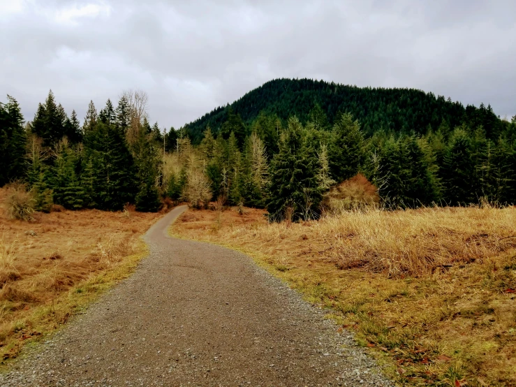 a small gravel road in the middle of some trees