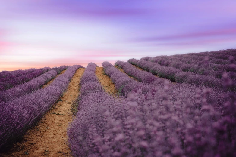 purple flowers are blooming in rows in the field