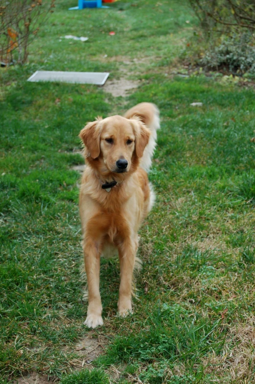 the golden retriever is standing outside in the grass