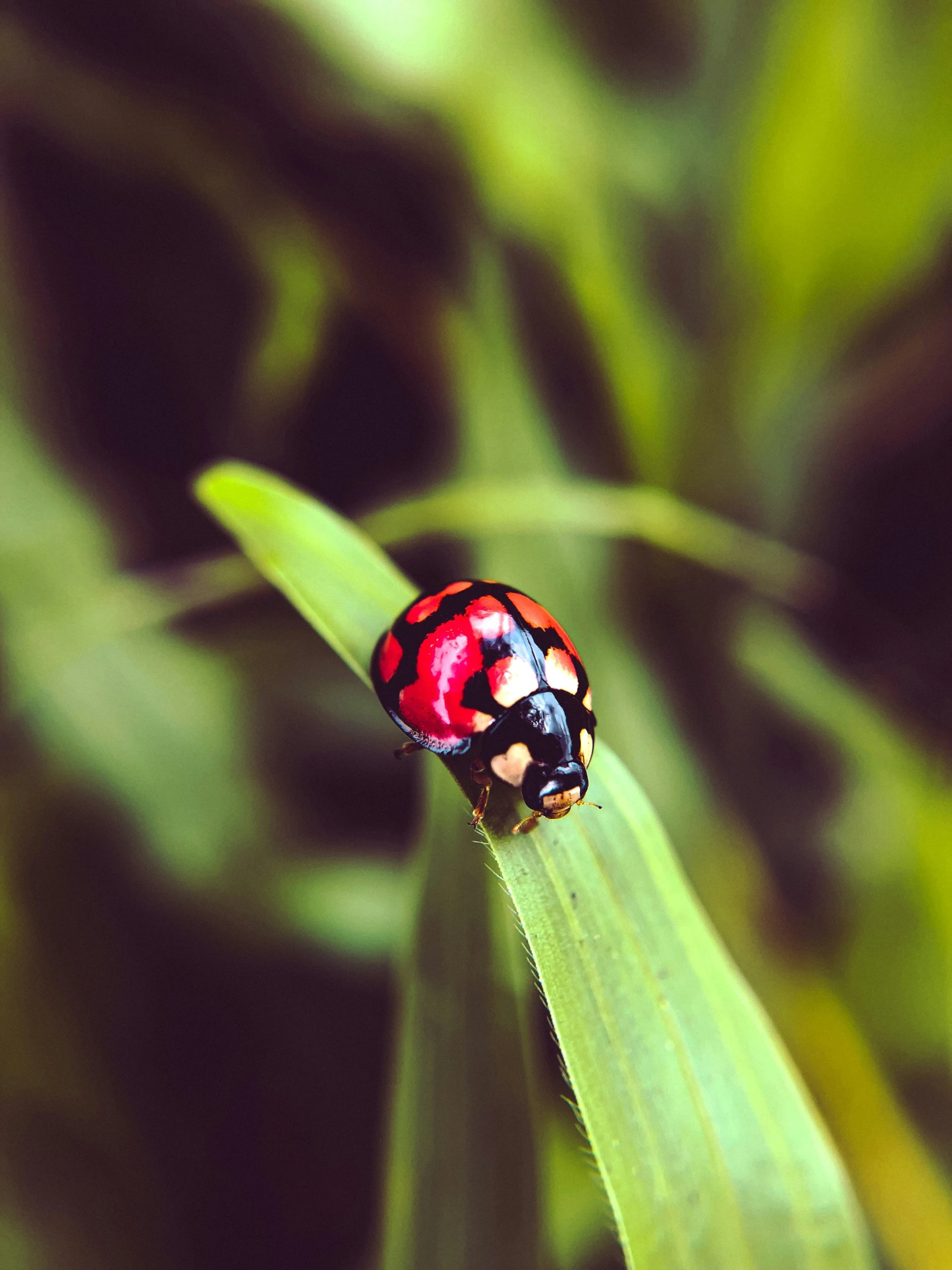 a colorful lady bug on top of a green stalk