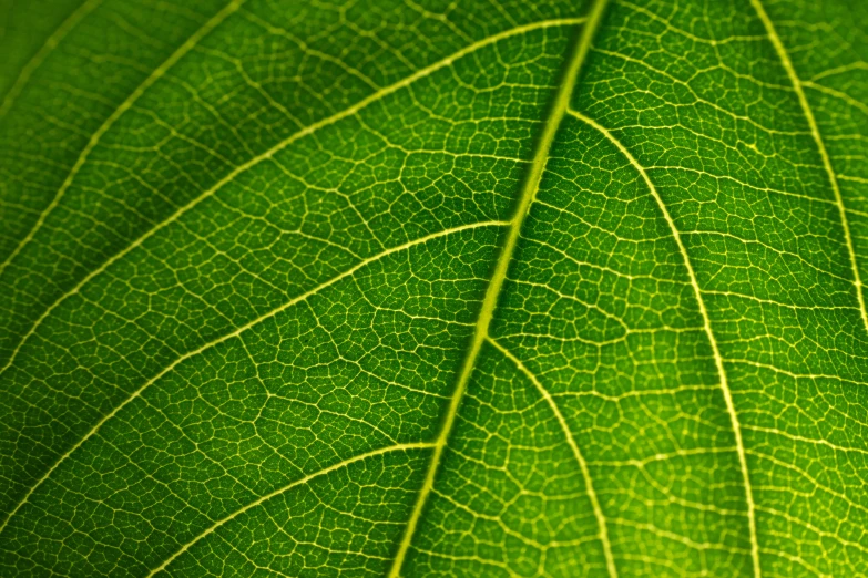 a green leaf that is sitting up close