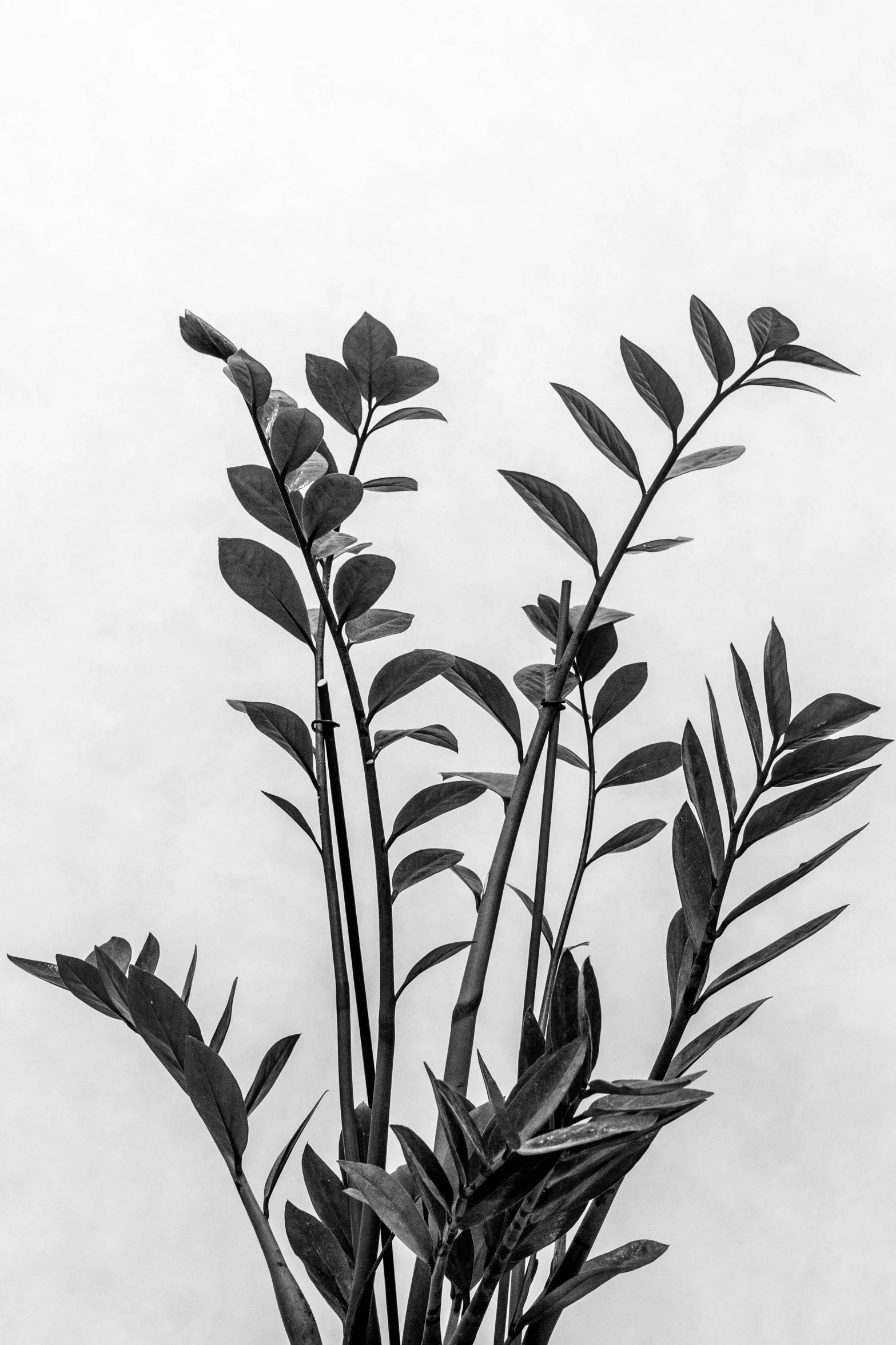 a black and white image of a plant in a vase