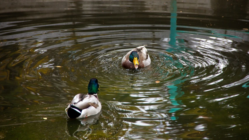 two ducks are in the water one is swimming
