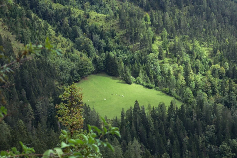 a lush green hillside with several trees and animals