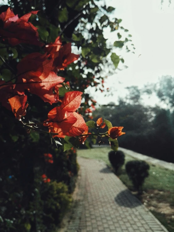 flowers are growing on the edge of a walkway