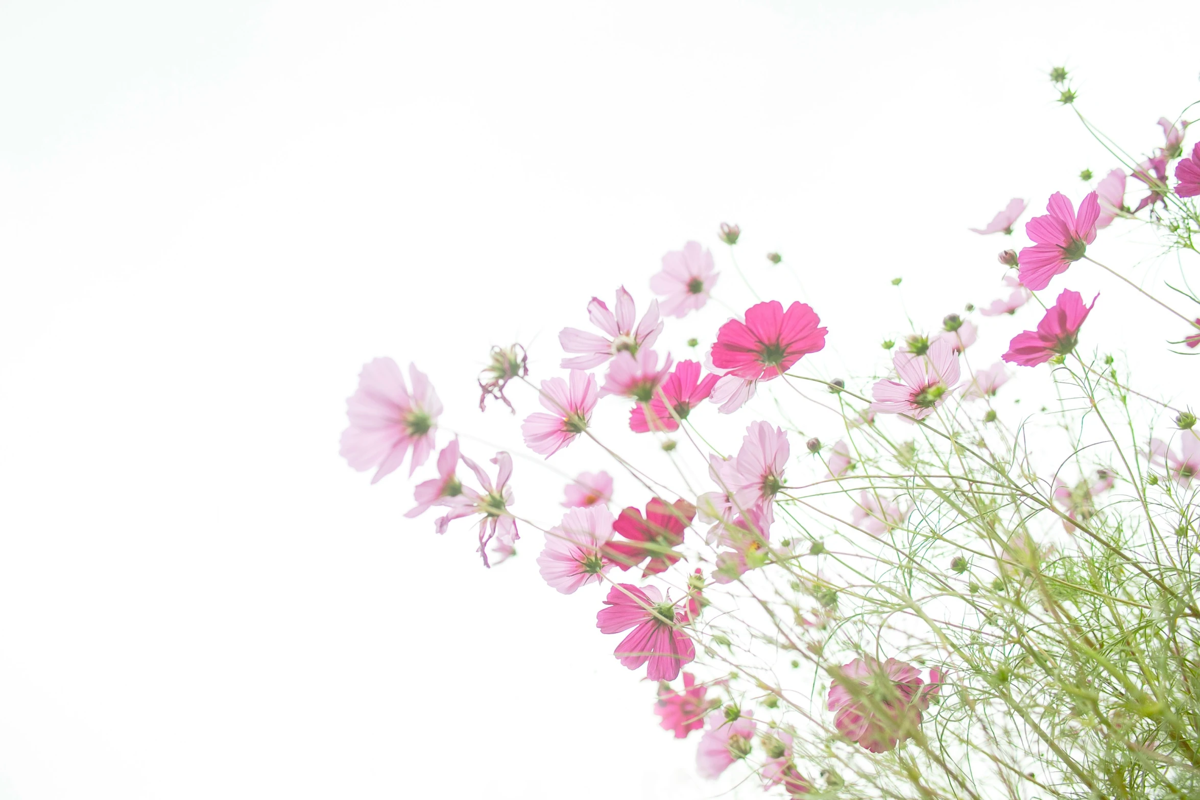 the flowers are bright pink in the spring