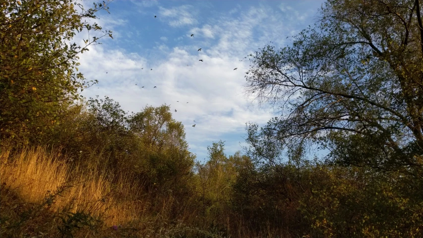 some birds flying over the trees while on a sunny day