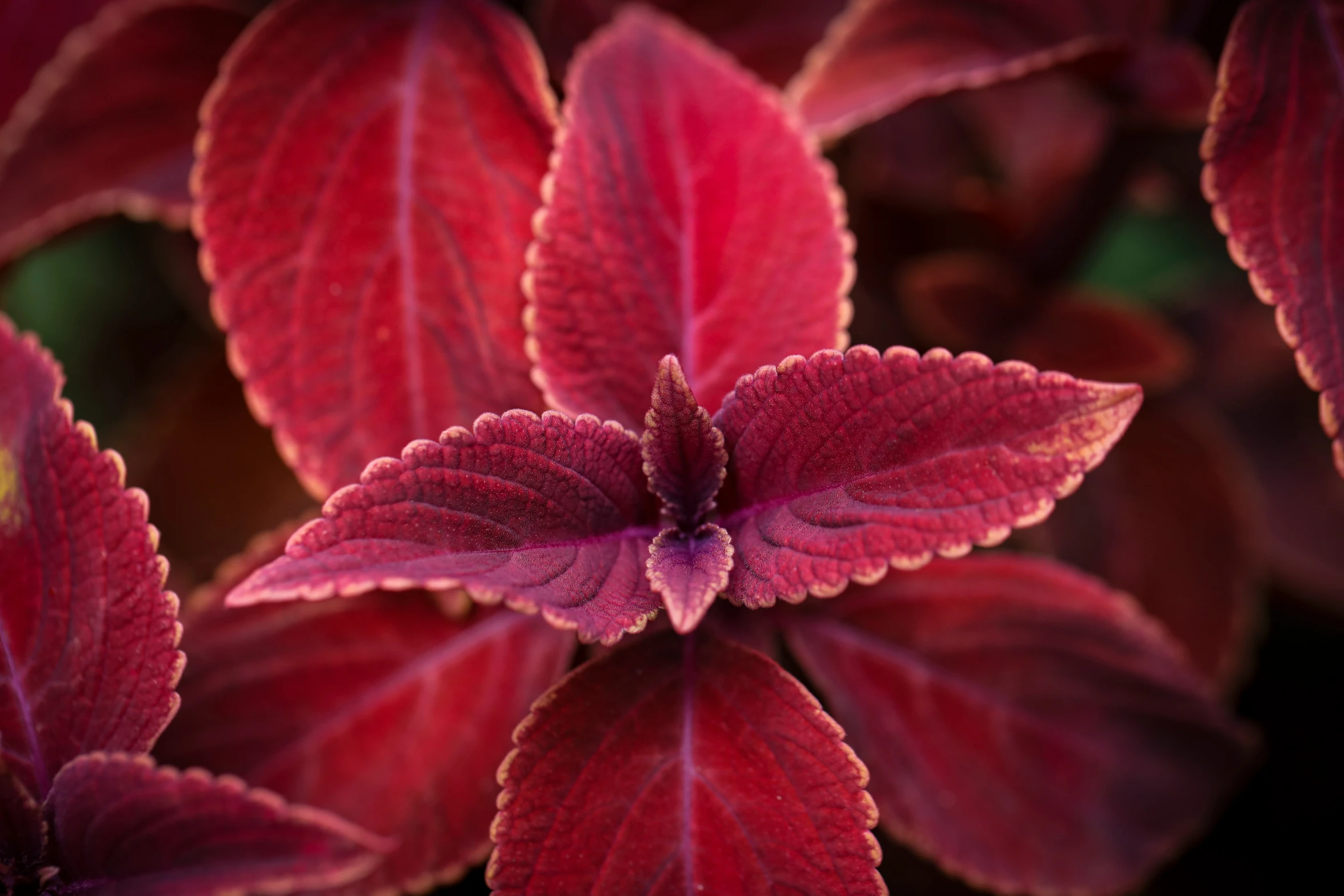 a red flower with green leaves in the foreground