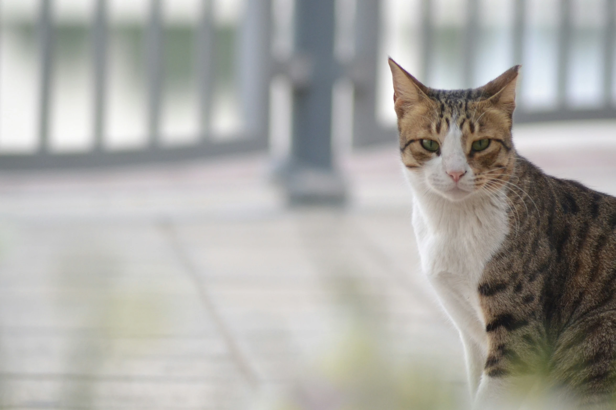 an orange tabby cat is standing on the side walk