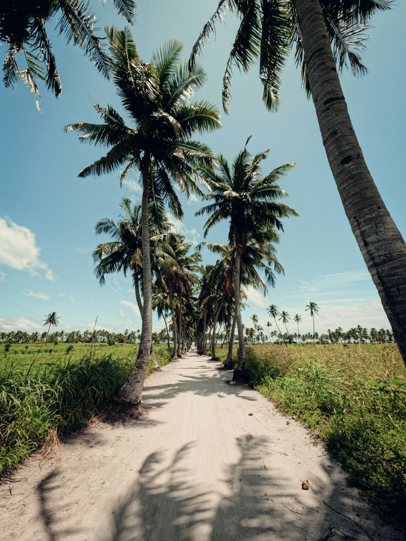 a small dirt road lined with palm trees