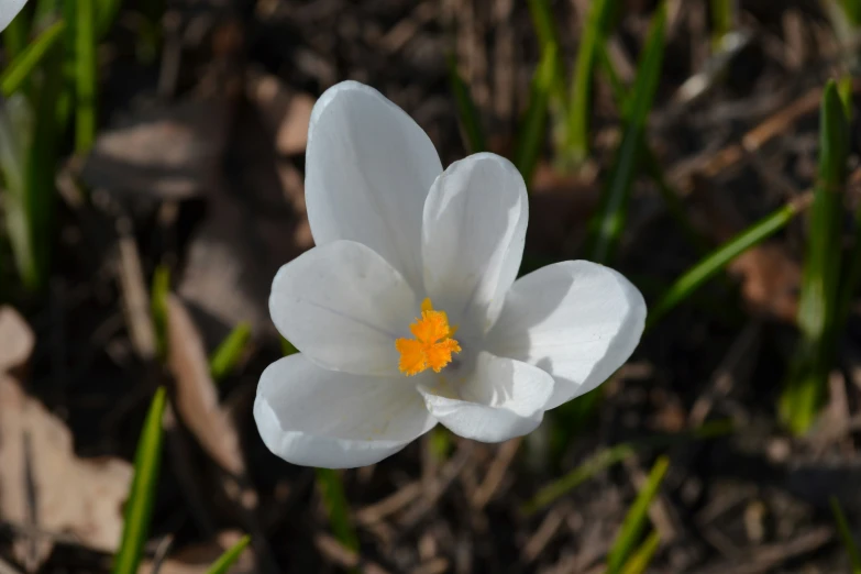 a small white flower with orange center in the grass