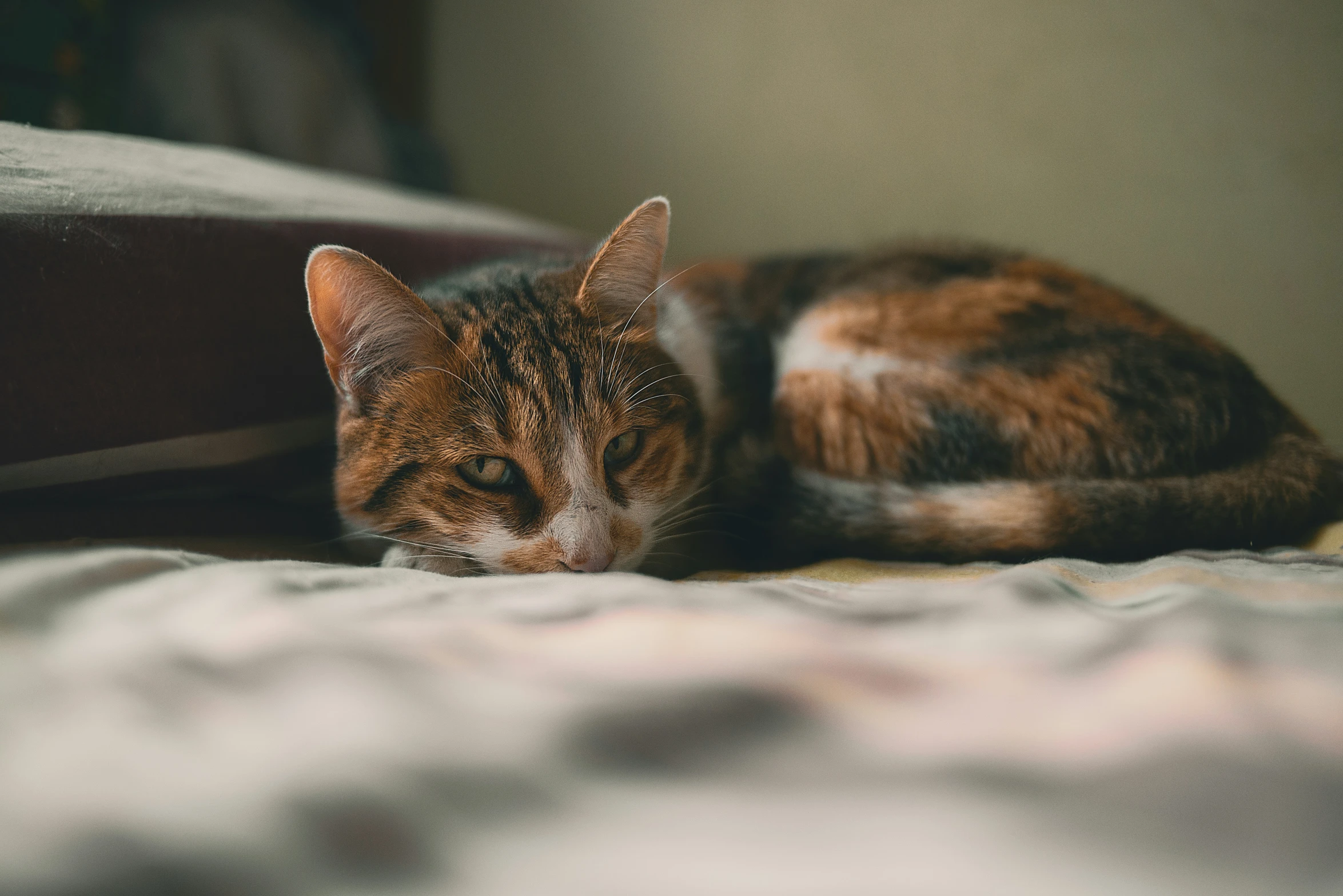 an orange and white cat laying on a bed