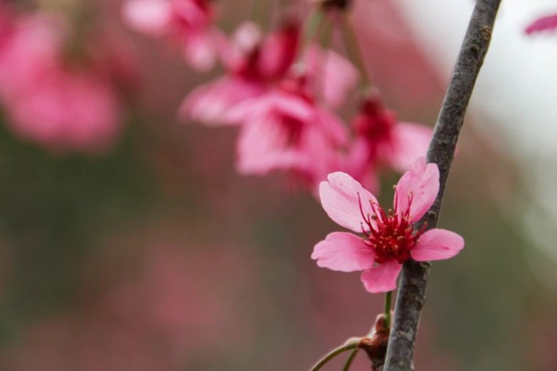 a close up of a nch with pink flowers